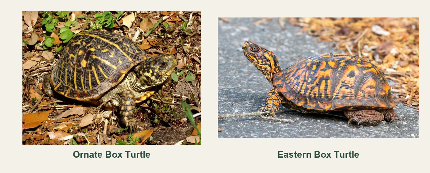 Side by side comparison: at left the Ornate Box Turtle on leaf litter, its dark shell marked with radiating yellow lines; at right the Eastern Box Turtle on pavement, its high domed shell patterned in orange and black