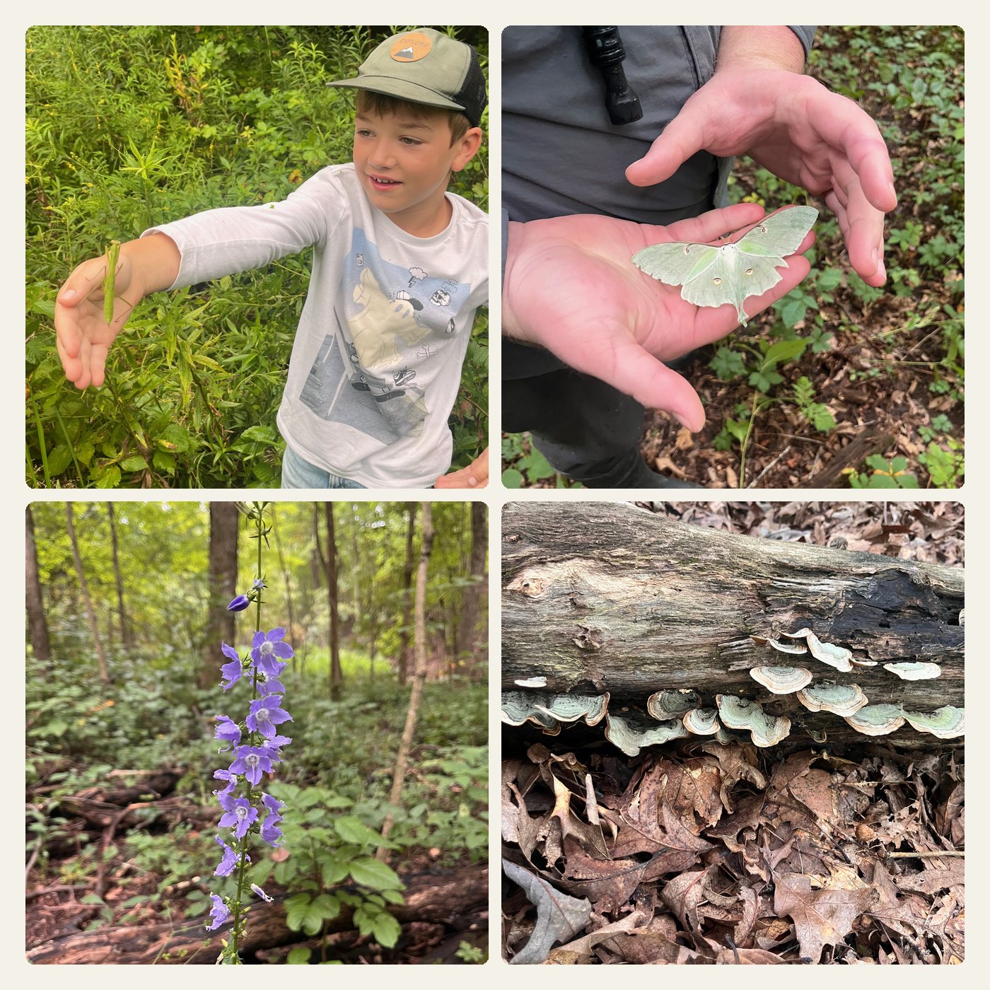 A four photo collage from the forest floor: a green praying mantis walking along Lewis's outstretched forearm, a luna moth resting on an open palm, a tall bellflower with purple blooms climbing a single stalk, and rows of pale shelf mushrooms along a fallen log