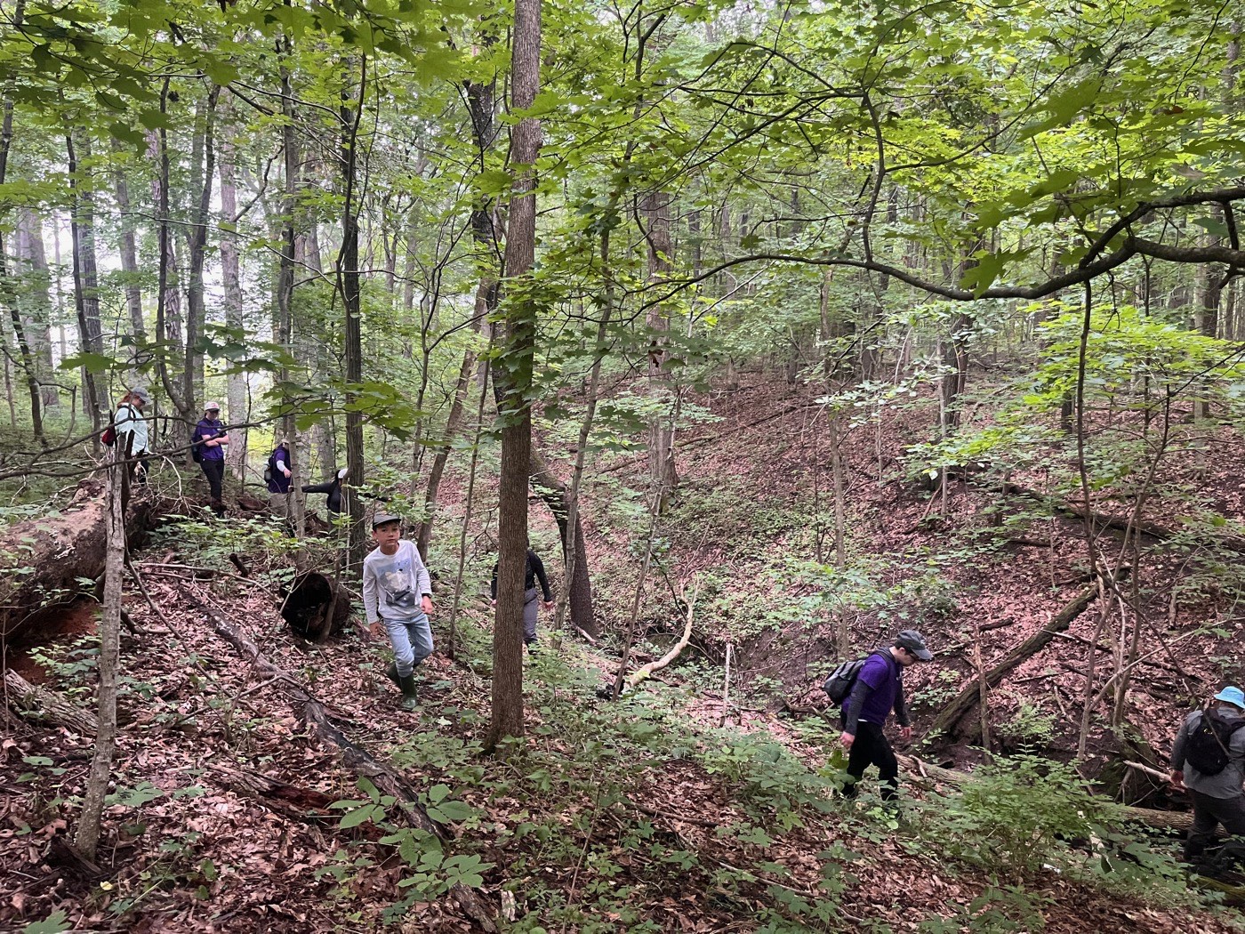 The search party spread out across a wooded ravine, a dozen people in purple Wildlife Epidemiology Lab shirts moving slowly through the undergrowth, with Lewis in the middle of the frame