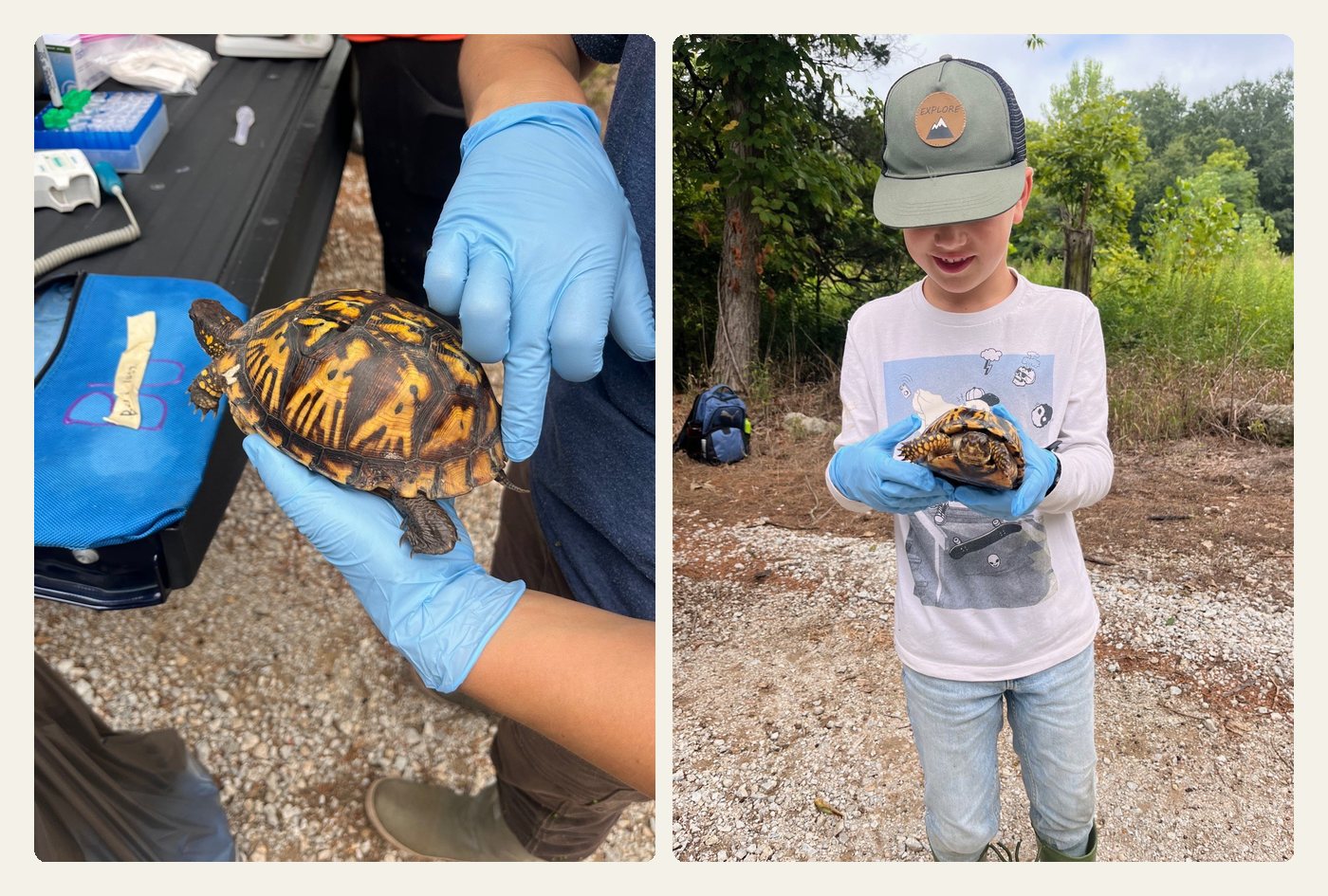 Two photos side by side: at left an Eastern box turtle held in blue nitrile gloves beside the tailgate, its orange and black shell in full view; at right Lewis in blue nitrile gloves holding a box turtle in both hands, grinning down at it